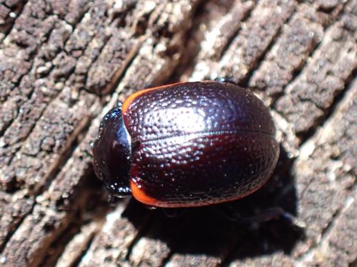 Chrysolina sp.